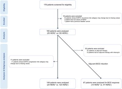 HER2 positivity predicts BCG unresponsiveness and adaptive immune cell exhaustion in EORTC risk-stratified cohort of bladder cancer